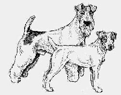 Jack Russell Terrier / Foxterrier